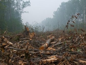 Химкинский лес. Фото: pravo.ru Химкинский лес. Фото: pravo.ru